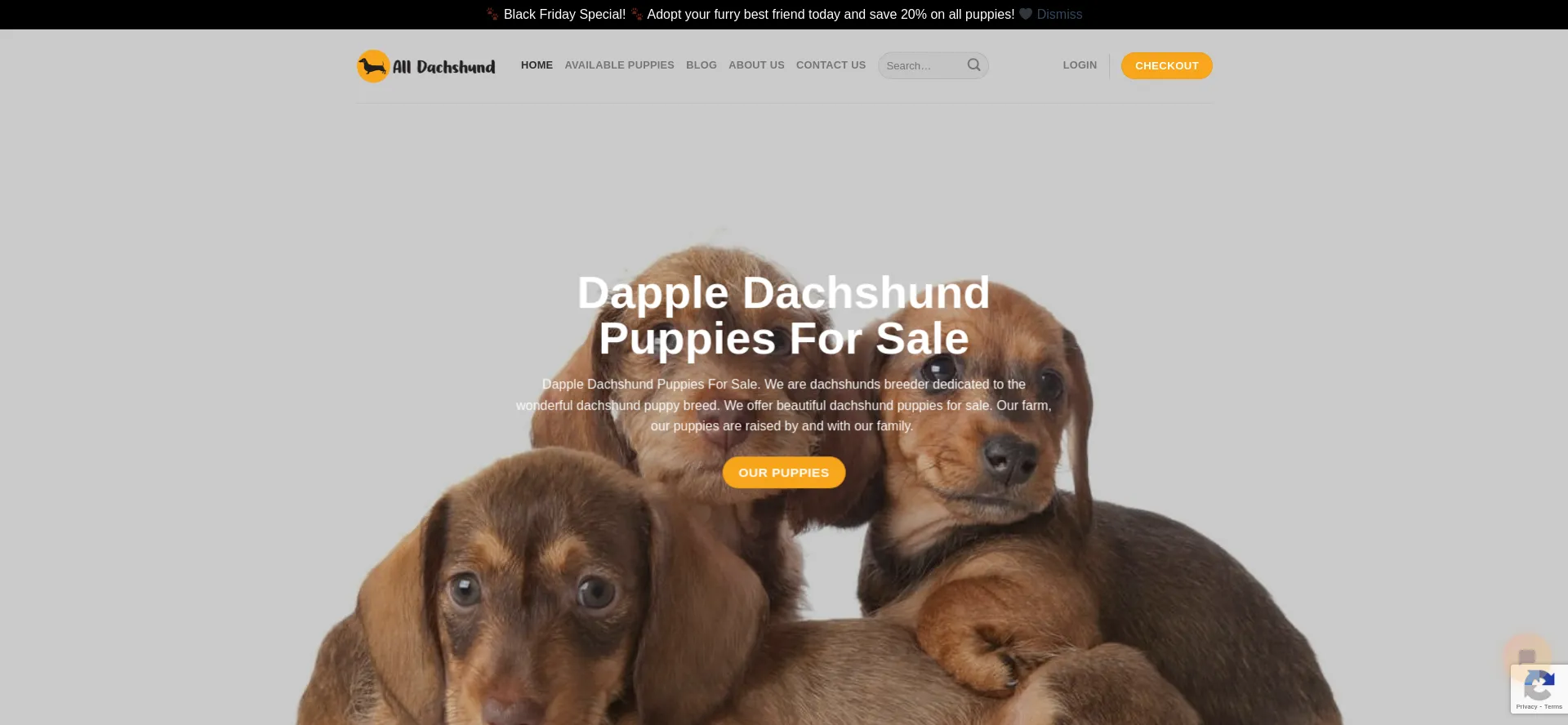 Alldachshund.com