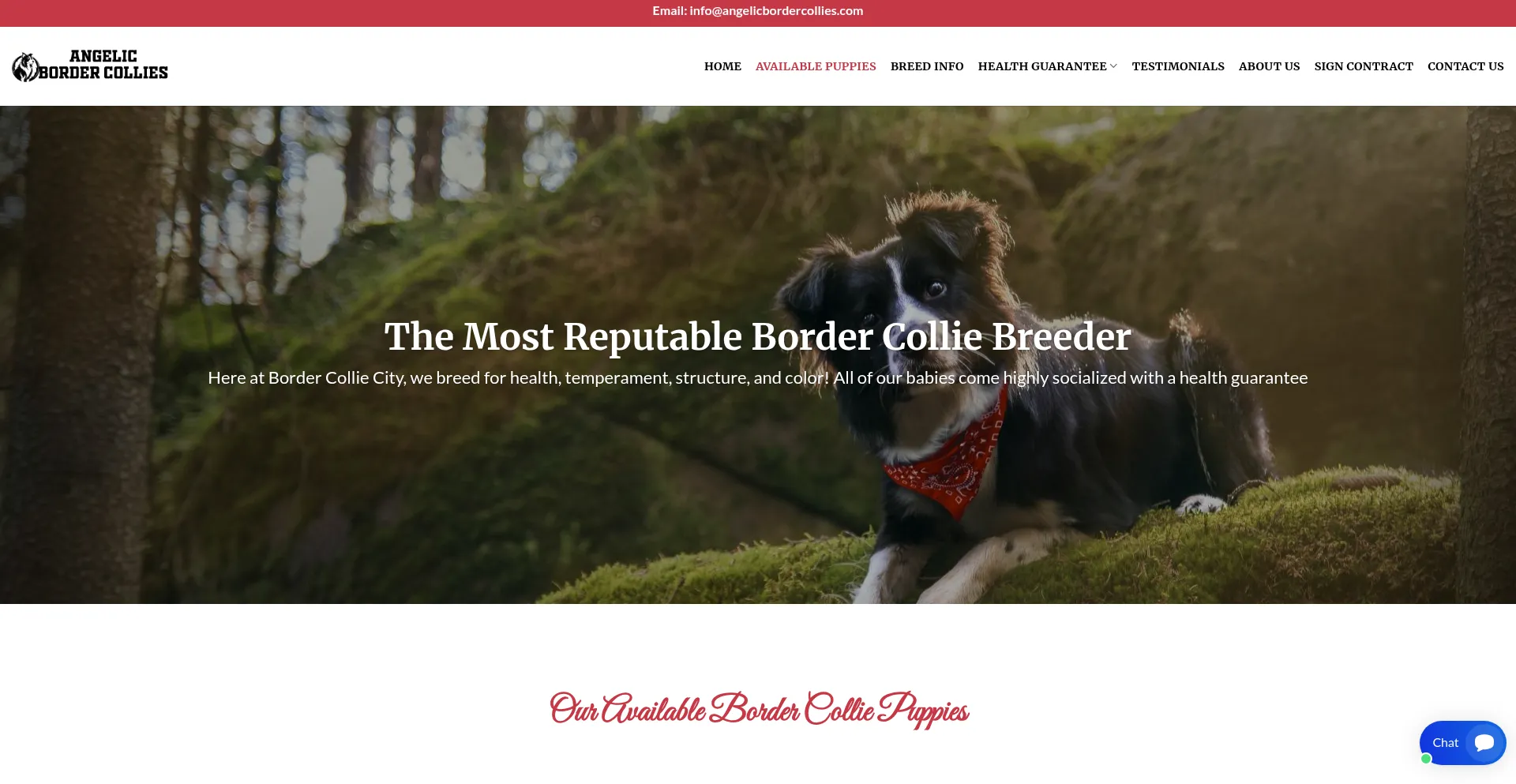 Angelicbordercollies.com