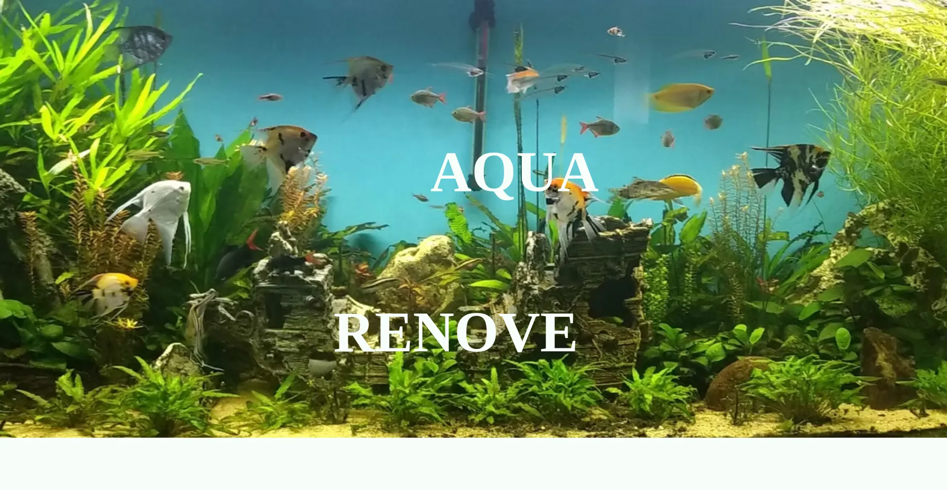 Website screenshot of Aquarenove.fr