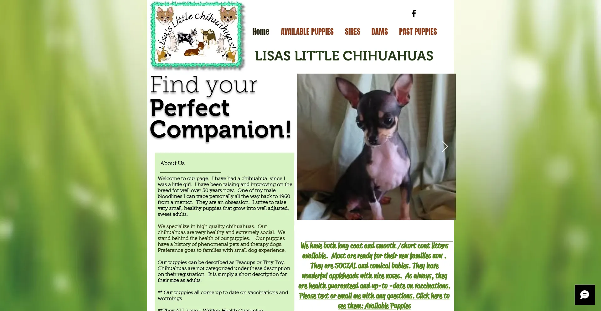 Lisaslittlechihuahuas.com