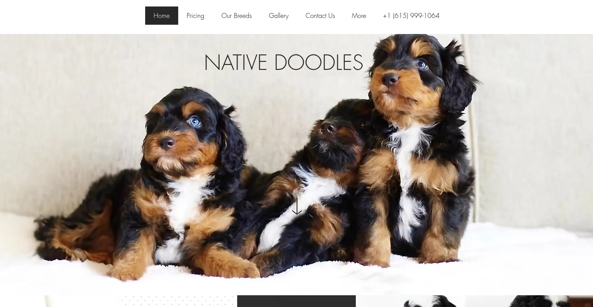 Nativedoodles.com é Seguro e Confiável?