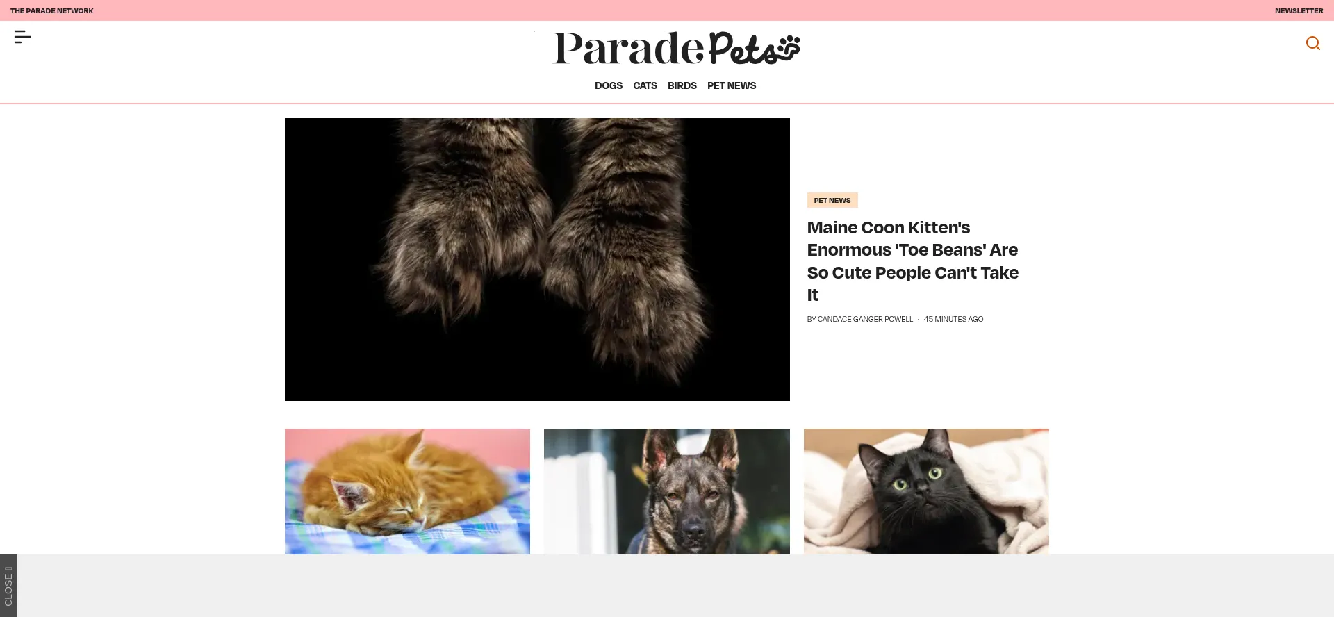 Paradepets.com é Seguro e Confiável?