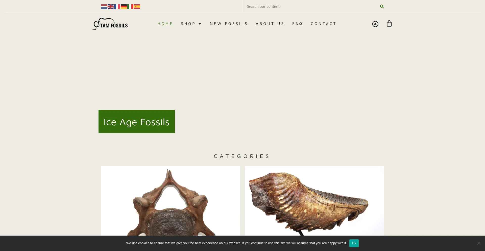 Tamfossils.com