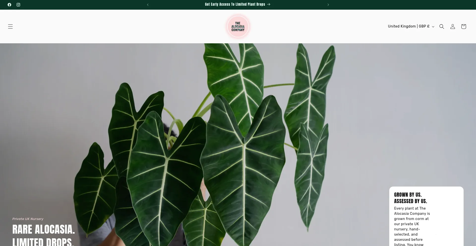 Thealocasiacompany.co.uk